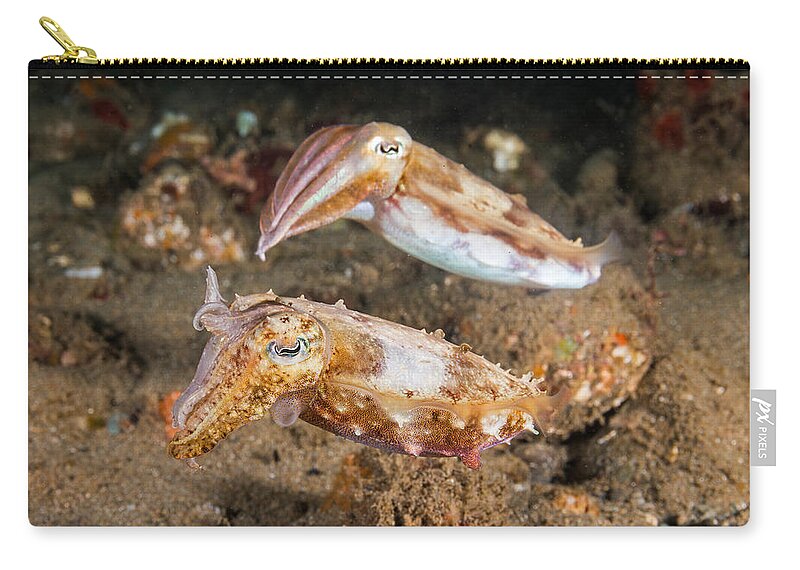 Marine Zip Pouch featuring the photograph Broadclub Cuttlefish Pair by Andrew J. Martinez