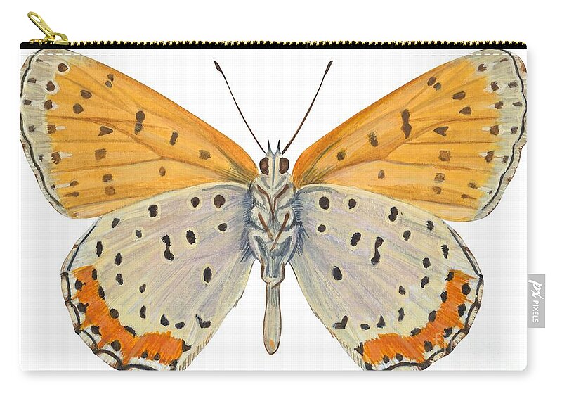 Zoology; No People; Horizontal; Close-up; Full Length; White Background; One Animal; Animal Themes; Nature; Wildlife; Symmetry; Fragility; Wing; Animal Pattern; Antenna; Entomology; Illustration And Painting; Spotted; Yellow; Bronze Carry-all Pouch featuring the drawing Bronze copper butterfly by Anonymous