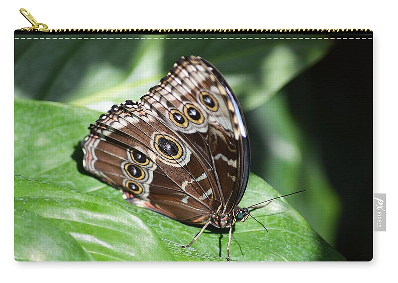 Butterfly Zip Pouch featuring the photograph Brown Beauty by Linda Kerkau