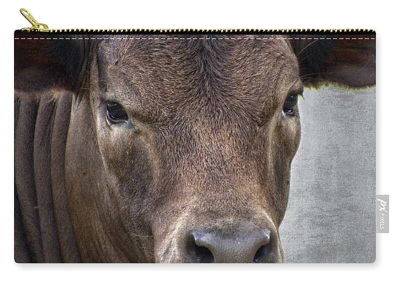 Cow Zip Pouch featuring the photograph Brown Eyed Boy - Calf Portrait by Ella Kaye Dickey