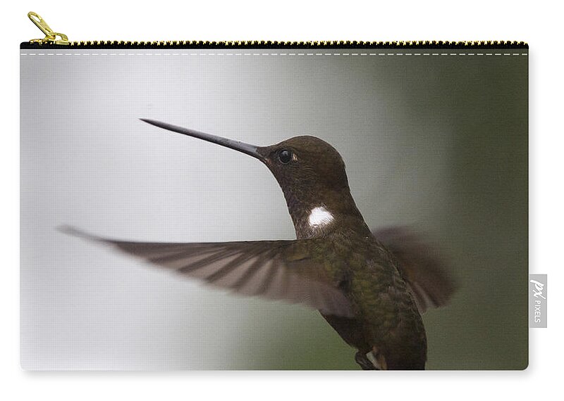 Brown Inca; Inca; Brown; Hummingbird; Coeligena Wilsoni; Hovering; Flight; Flying; Western Andes; Colombia; Andes; Bird; Animal; Wildlife; Nature; Photo; Photography; Action; Movement; Zip Pouch featuring the photograph Brown Inca hummingbird by Tony Mills