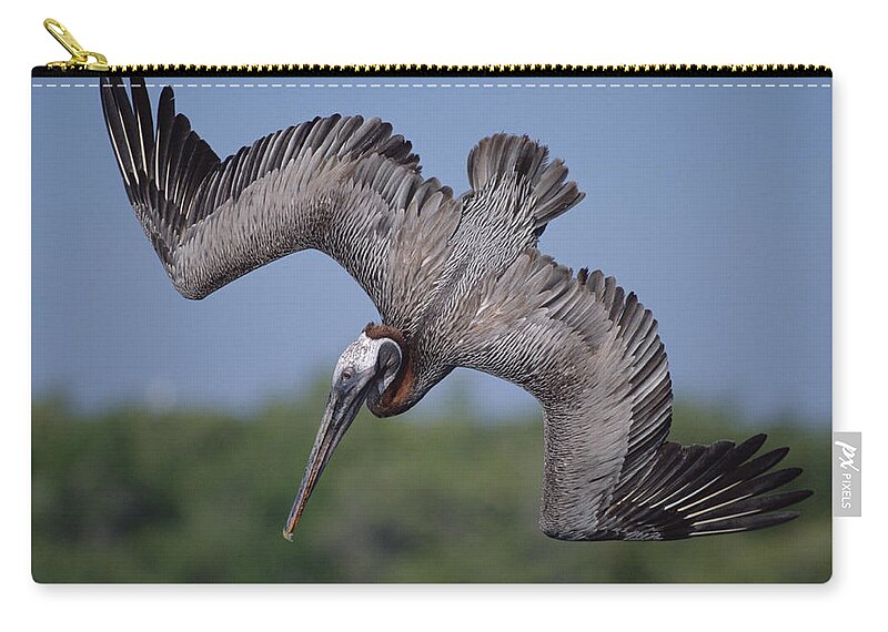 Feb0514 Zip Pouch featuring the photograph Brown Pelican Diving Academy Bay by Tui De Roy
