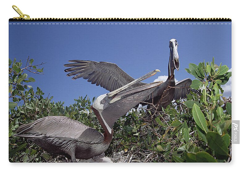 Feb0514 Zip Pouch featuring the photograph Brown Pelican Greeting Display by Tui De Roy