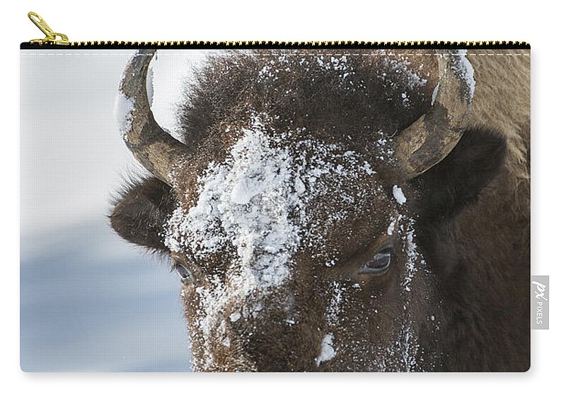 Yellowstone Zip Pouch featuring the photograph Buffalo in Snow by Bill Cubitt