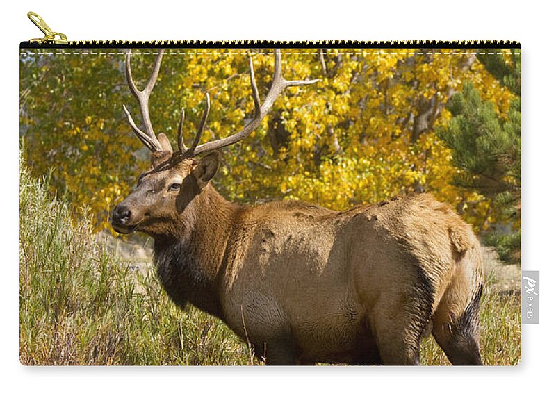 Elk Zip Pouch featuring the photograph Bull Elk with Autumn Colors by James BO Insogna