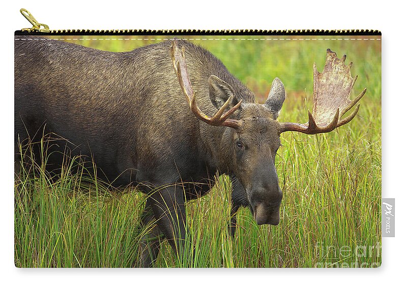 00427702 Zip Pouch featuring the photograph Bull Moose Denali National Park by Yva Momatiuk John Eastcott
