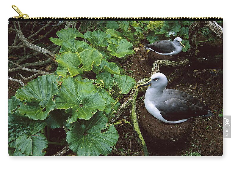 Feb0514 Zip Pouch featuring the photograph Bullers Albatross Nesting Snares Islands by Tui De Roy