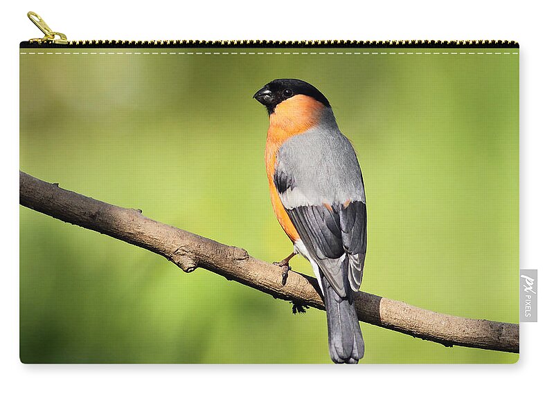 Bird Zip Pouch featuring the photograph Bullfinch by Grant Glendinning
