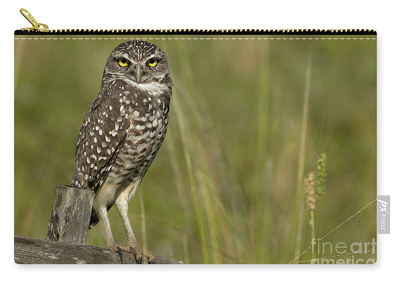 Burrowing Owl Zip Pouch featuring the photograph Burrowing Owl Stare by Meg Rousher