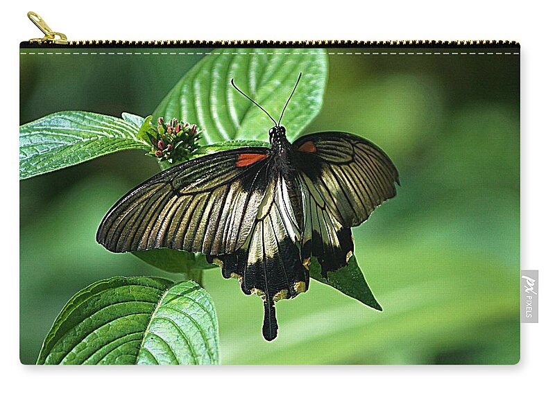 Butterfly Zip Pouch featuring the photograph Butterfly 2 by Kathy Churchman