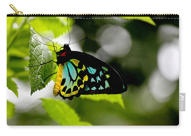 Bird Wing Zip Pouch featuring the photograph Butterfly IV by Tom Prendergast