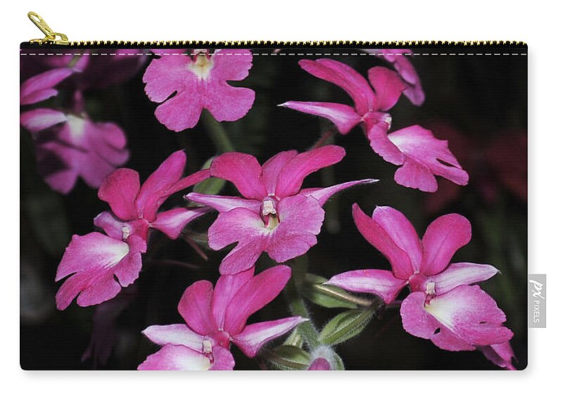 Pink Orchid Zip Pouch featuring the photograph Calanthe Rubens #1 of 2 by Terri Winkler