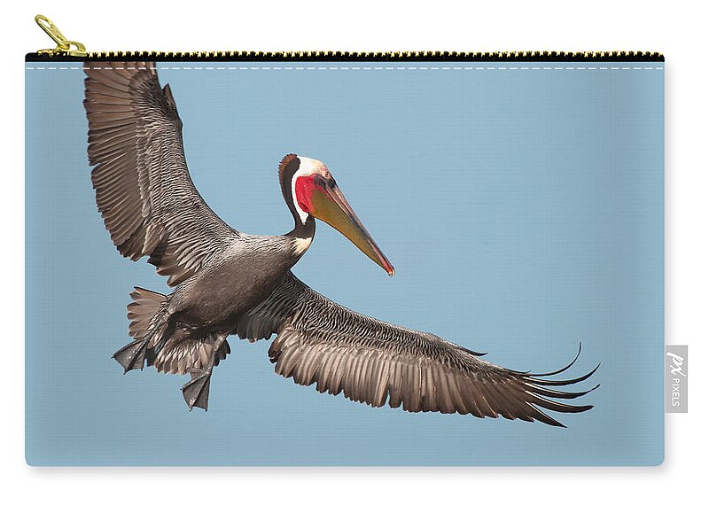 California Brown Pelican Zip Pouch featuring the photograph California Brown Pelican with Stretched Wings by Ram Vasudev