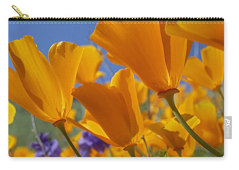 00176982 Zip Pouch featuring the photograph California Poppies by Tim Fitzharris
