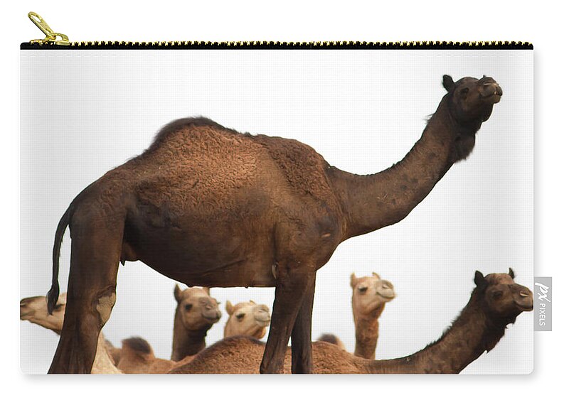 Animal Themes Zip Pouch featuring the photograph Camels At Pushkar by © Chaitanya Deshpande