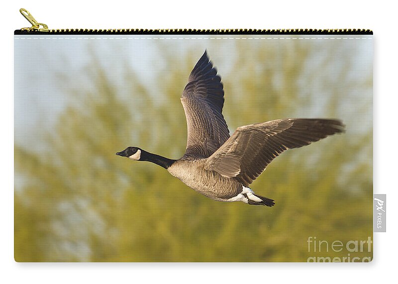 Canada Goose Zip Pouch featuring the photograph Canada goose flying by by Bryan Keil