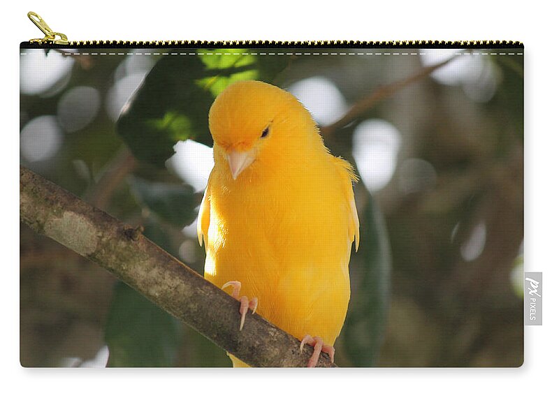 Canary Zip Pouch featuring the photograph Canary yellow beauty by Lily K