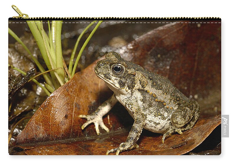 Feb0514 Zip Pouch featuring the photograph Cane Toad Juvenile Mindo Ecuador by Pete Oxford