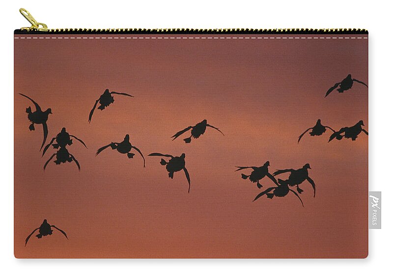 Feb0514 Carry-all Pouch featuring the photograph Canvasbacks Landing At Sunrise by Tom Vezo