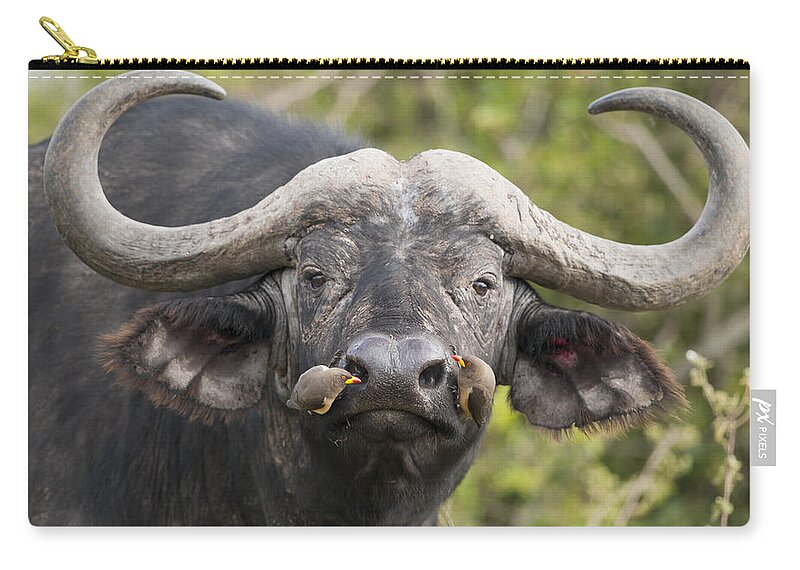 Feb0514 Zip Pouch featuring the photograph Cape Buffalo And Yellow-billed Oxpecker by Tui De Roy
