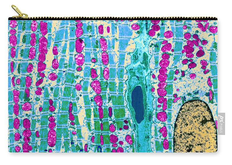 Histology Zip Pouch featuring the photograph Cardiac Muscle, Sarcomeres by Biophoto Associates
