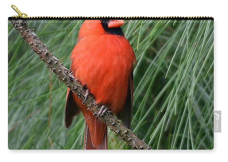 Cardinal Zip Pouch featuring the photograph Cardinal In A Pine Tree by Kathy Baccari