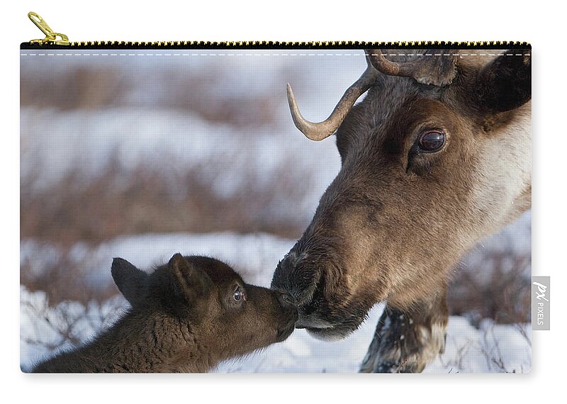 00782253 Carry-all Pouch featuring the photograph Caribou Mother Nuzzling Calf by Sergey Gorshkov