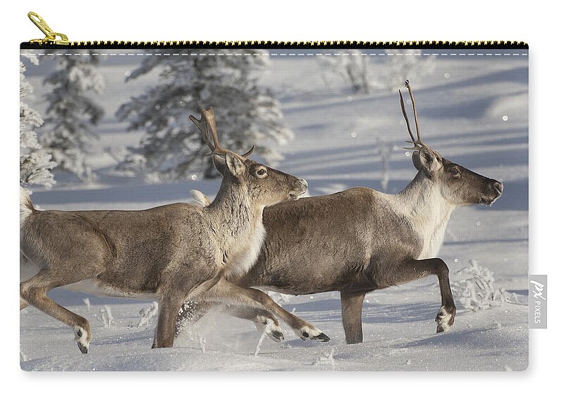 Feb0514 Zip Pouch featuring the photograph Caribou Running In Snow Alaska by Michael Quinton