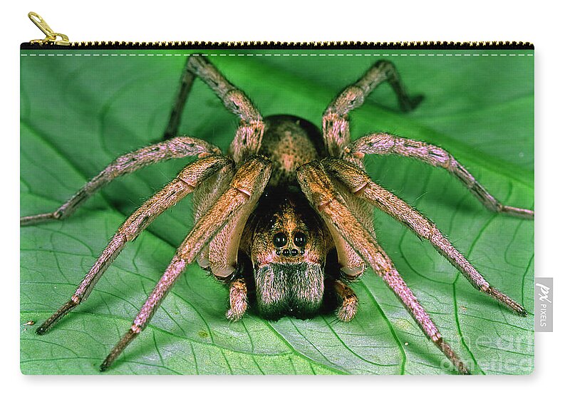Nature Zip Pouch featuring the photograph Carolina Wolf Spider by Millard H. Sharp