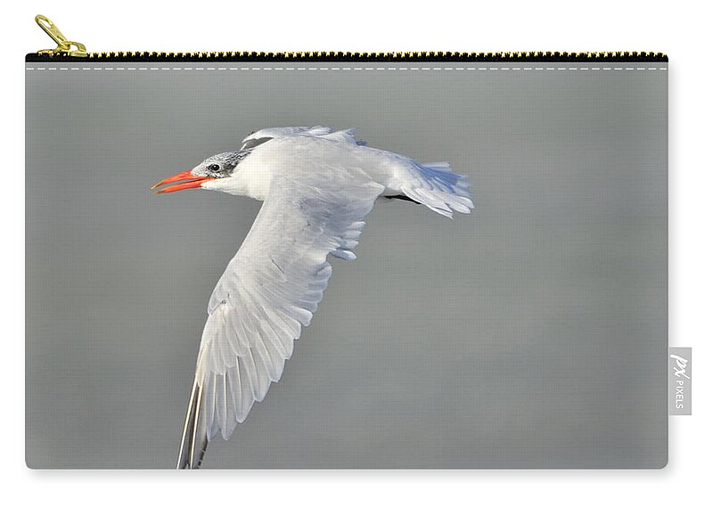 Caspian Tern Zip Pouch featuring the photograph Caspian Tern in Flight by Bradford Martin