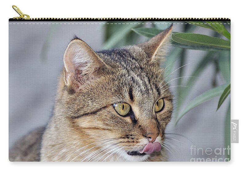 Cat; Cats; Feline; Tabby; Animal; Sit; Sitting; Rest; Resting; Free; Alone; Greece; Hellas; Greek; Hellenic; Athens; Yellow; Eyes; Portrait; Tongue; Pink; Red Zip Pouch featuring the photograph Cat in Athens by George Atsametakis