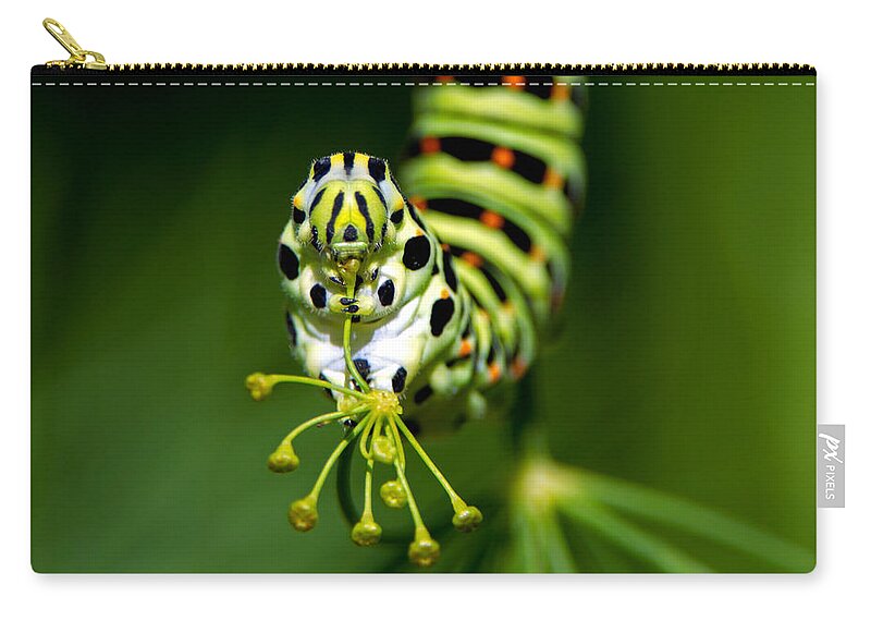Old World Swallowtail Zip Pouch featuring the photograph Caterpillar of the Old World Swallowtail by Torbjorn Swenelius