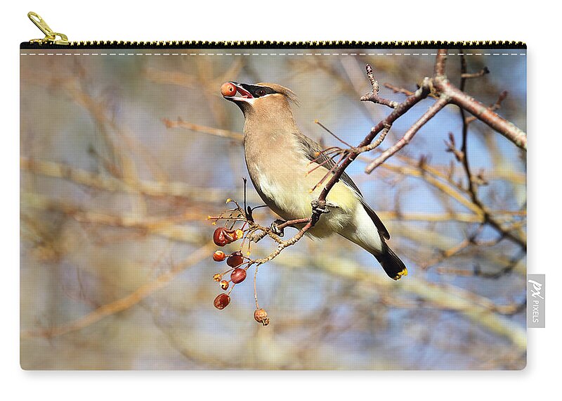 Waxwings Zip Pouch featuring the photograph Cedar Waxwing Eating a Cherry by Peggy Collins
