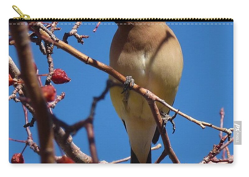 Birds Zip Pouch featuring the photograph Cedar Waxwing by Tranquil Light Photography