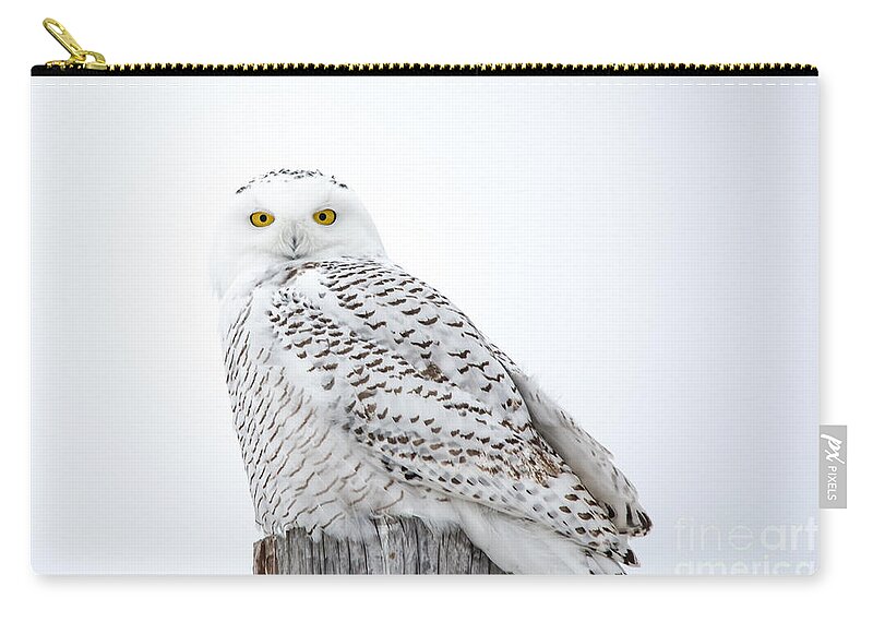 Field Carry-all Pouch featuring the photograph Centered Snowy Owl by Cheryl Baxter