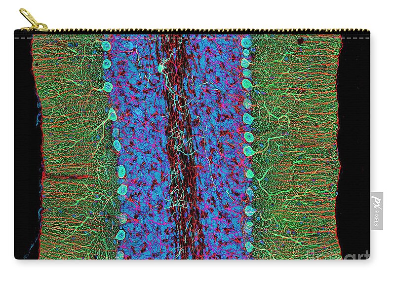 Science Zip Pouch featuring the photograph Cerebellum, Fluorescent Lm by Science Source