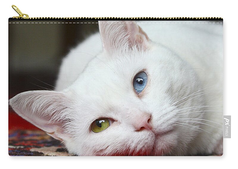 Fur Zip Pouch featuring the photograph Charlie the White Pussy Cat by Terri Waters