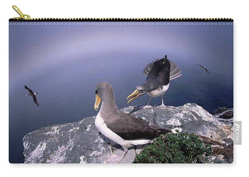 Feb0514 Carry-all Pouch featuring the photograph Chatham Albatross Pair On Cliff Chatham by Tui De Roy