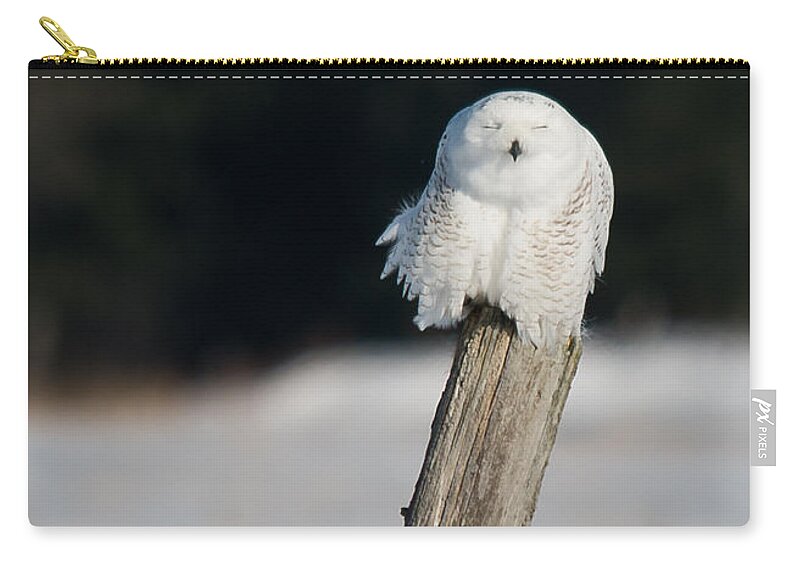 Snowy Owl Carry-all Pouch featuring the photograph Cheeky Snowy by Cheryl Baxter