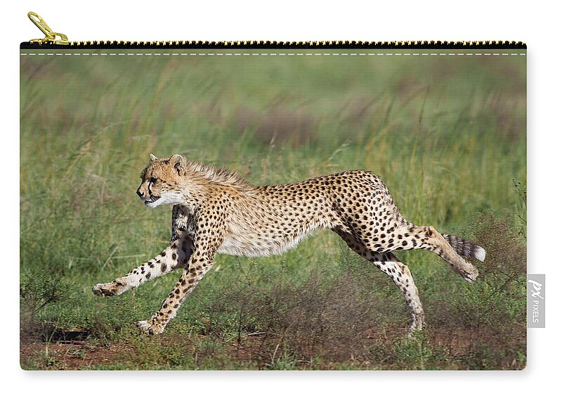 00761690 Zip Pouch featuring the photograph Cheetah Cub Running by Suzi Eszterhas