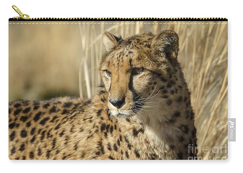 Cheetah Zip Pouch featuring the photograph Cheetah by Dianne Phelps