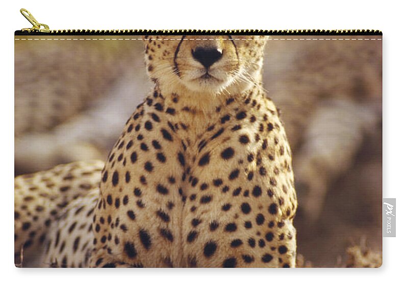 Feb0514 Zip Pouch featuring the photograph Cheetah Portrait Masai Mara by Gerry Ellis