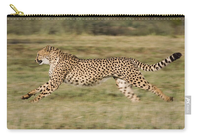 Suzi Eszterhas Zip Pouch featuring the photograph Cheetah Running Namibia by Suzi Eszterhas