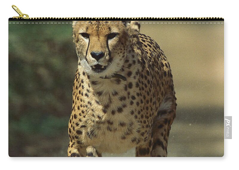 Feb0514 Zip Pouch featuring the photograph Cheetah Running by San Diego Zoo