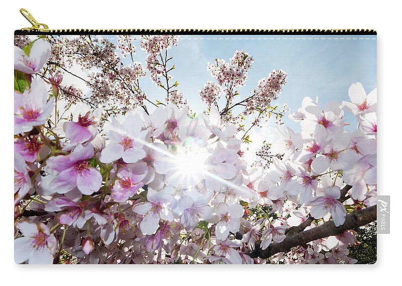 Dublin Zip Pouch featuring the photograph Cherry Blossom Tree In Sunlight by Leverstock