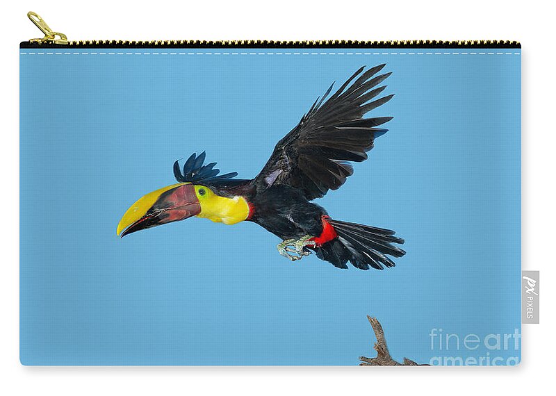 Animal Zip Pouch featuring the photograph Chestnut-mandibled Toucan by Anthony Mercieca