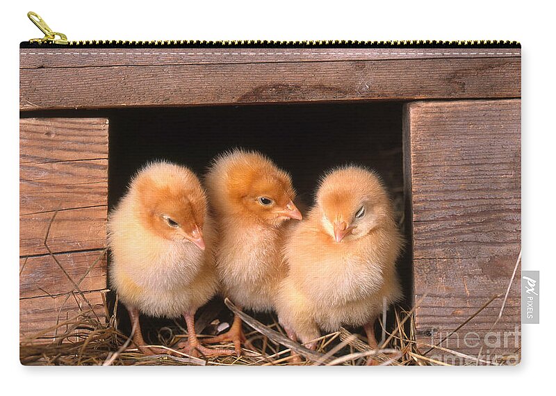 Chicken Zip Pouch featuring the photograph Chicks In Coop by Alan and Sandy Carey