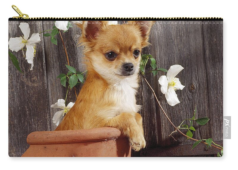 Chihuahua Zip Pouch featuring the photograph Chihuahua Dog In Flowerpot by John Daniels