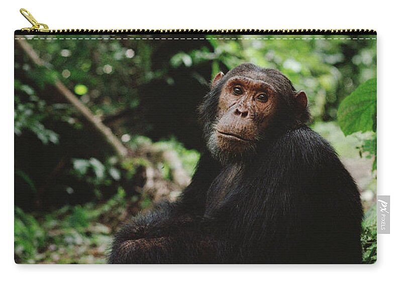 Feb0514 Zip Pouch featuring the photograph Chimpanzee On Forest Floor Gombe Stream by Gerry Ellis