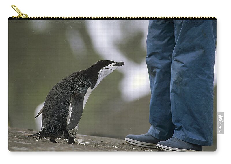 Feb0514 Zip Pouch featuring the photograph Chinstrap Penguin Inspecting Tourist by Tui De Roy